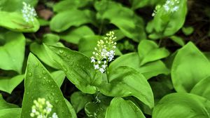 Preview wallpaper maianthemum, flowers, leaves, drops, wet