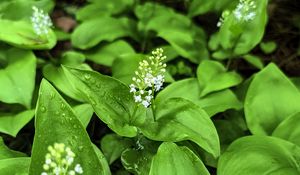 Preview wallpaper maianthemum, flowers, leaves, drops, wet