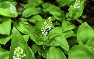 Preview wallpaper maianthemum, flowers, leaves, drops, wet