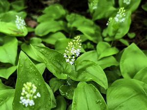 Preview wallpaper maianthemum, flowers, leaves, drops, wet