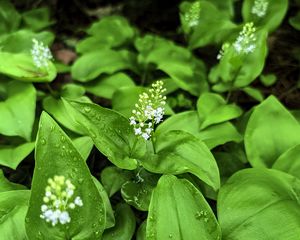 Preview wallpaper maianthemum, flowers, leaves, drops, wet