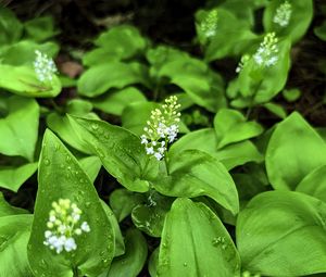 Preview wallpaper maianthemum, flowers, leaves, drops, wet