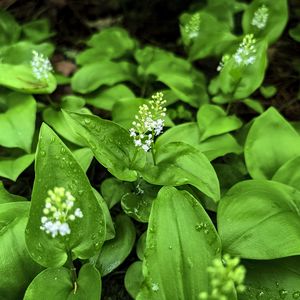 Preview wallpaper maianthemum, flowers, leaves, drops, wet