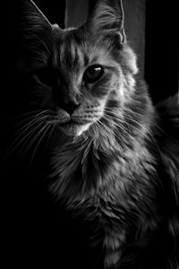 Preview wallpaper maine coon, cat, bw, fluffy, pet