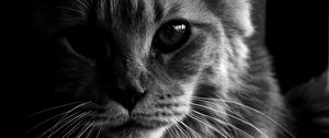 Preview wallpaper maine coon, cat, bw, fluffy, pet