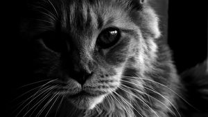 Preview wallpaper maine coon, cat, bw, fluffy, pet