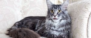 Preview wallpaper maine coon, cat, fluffy, chair, lie