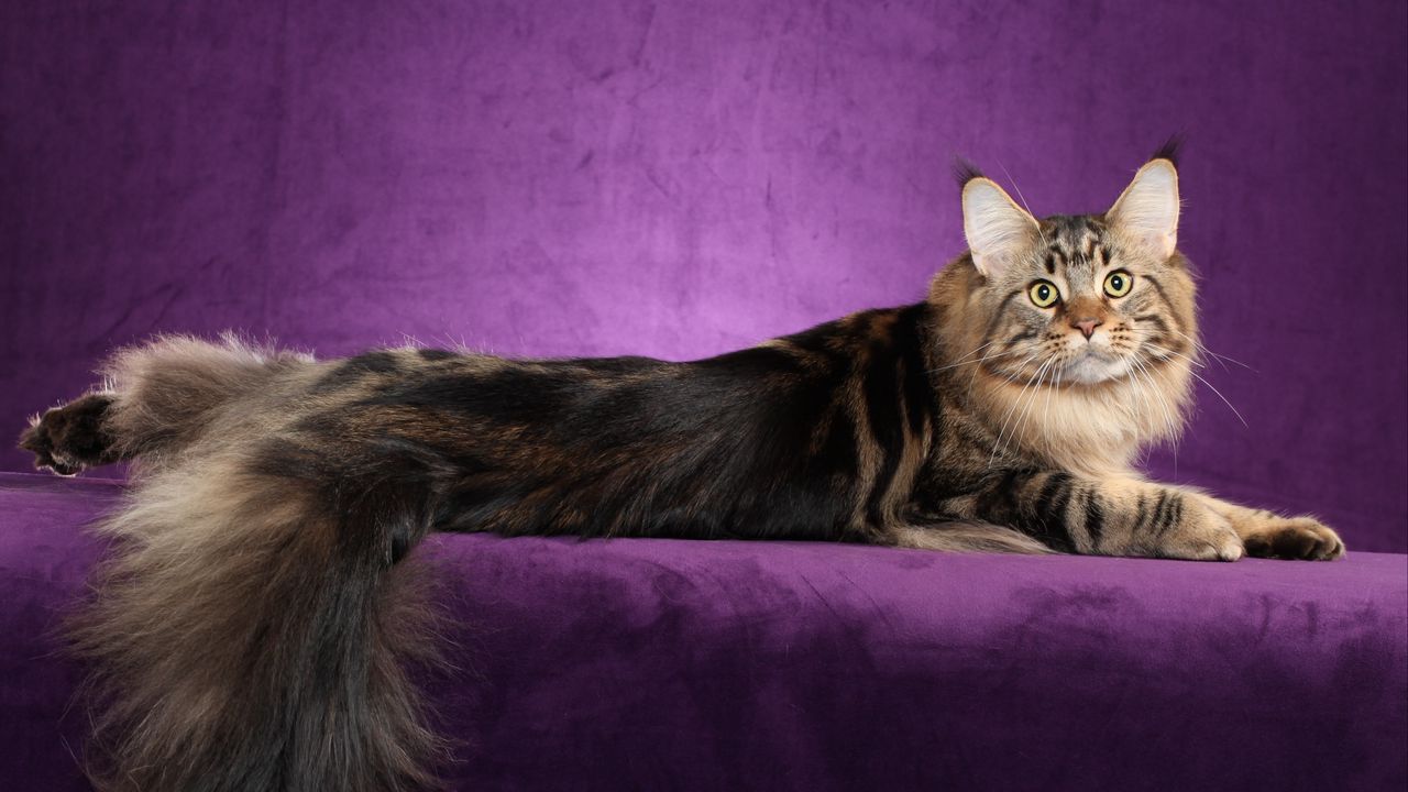 Wallpaper maine coon, cat, fluffy, tail