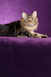 Preview wallpaper maine coon, cat, fluffy, tail