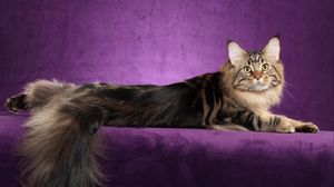 Preview wallpaper maine coon, cat, fluffy, tail