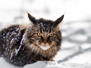 Preview wallpaper maine coon, cat, fluffy, snow