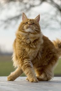 Preview wallpaper maine coon, cat, fluffy, cool