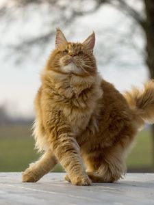 Preview wallpaper maine coon, cat, fluffy, cool