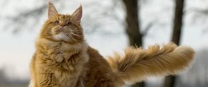 Preview wallpaper maine coon, cat, fluffy, cool