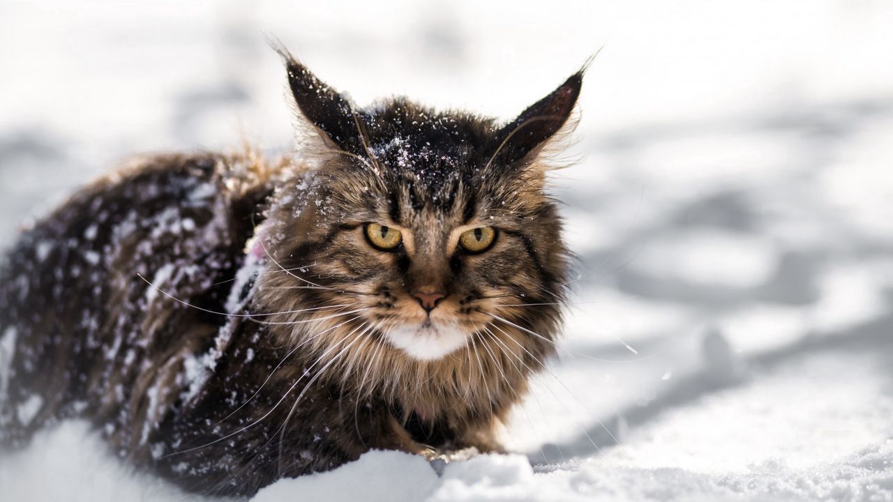 Wallpaper maine coon, cat, fluffy, snow hd, picture, image