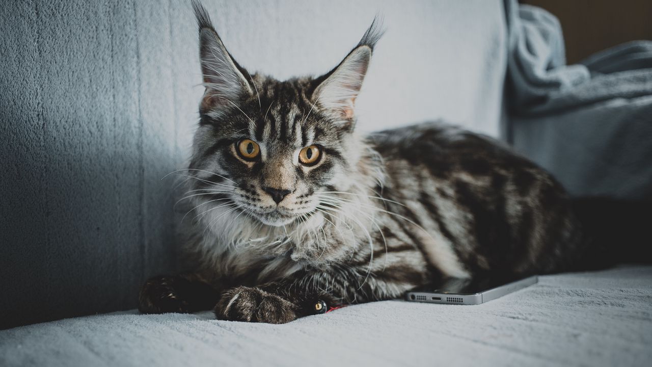 Wallpaper maine coon, cat, gray, glance, pet