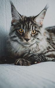 Preview wallpaper maine coon, cat, gray, glance, pet