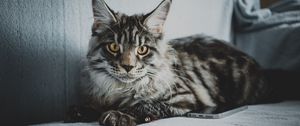 Preview wallpaper maine coon, cat, gray, glance, pet