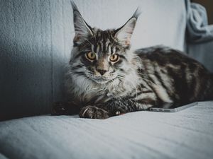 Preview wallpaper maine coon, cat, gray, glance, pet