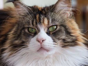 Preview wallpaper maine coon, cat, muzzle, fluffy