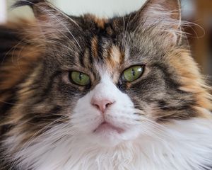 Preview wallpaper maine coon, cat, muzzle, fluffy