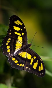 Preview wallpaper malachite butterfly, butterfly, macro, blur