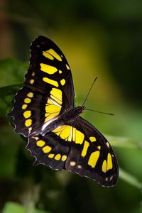 Preview wallpaper malachite butterfly, butterfly, macro, blur