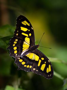 Preview wallpaper malachite butterfly, butterfly, macro, blur