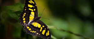 Preview wallpaper malachite butterfly, butterfly, macro, blur