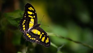 Preview wallpaper malachite butterfly, butterfly, macro, blur