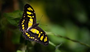 Preview wallpaper malachite butterfly, butterfly, macro, blur