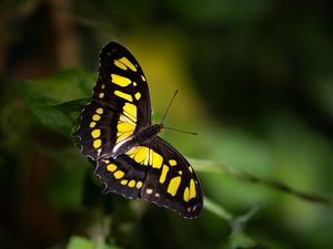 Preview wallpaper malachite butterfly, butterfly, macro, blur