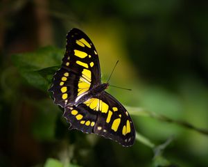 Preview wallpaper malachite butterfly, butterfly, macro, blur