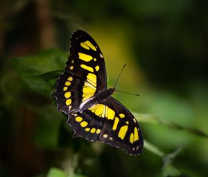 Preview wallpaper malachite butterfly, butterfly, macro, blur