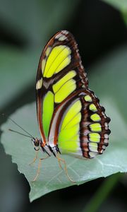 Preview wallpaper malachite butterfly, butterfly, macro, leaf