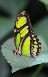 Preview wallpaper malachite butterfly, butterfly, macro, leaf