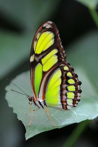 Preview wallpaper malachite butterfly, butterfly, macro, leaf