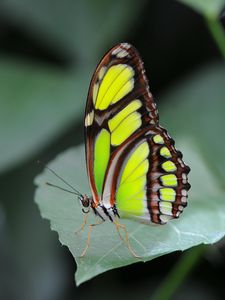 Preview wallpaper malachite butterfly, butterfly, macro, leaf