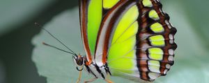 Preview wallpaper malachite butterfly, butterfly, macro, leaf