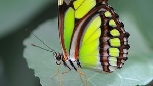 Preview wallpaper malachite butterfly, butterfly, macro, leaf