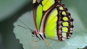 Preview wallpaper malachite butterfly, butterfly, macro, leaf