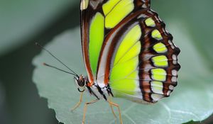 Preview wallpaper malachite butterfly, butterfly, macro, leaf