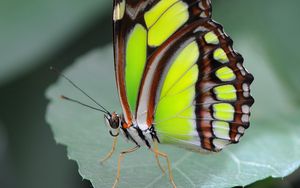 Preview wallpaper malachite butterfly, butterfly, macro, leaf