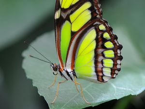 Preview wallpaper malachite butterfly, butterfly, macro, leaf