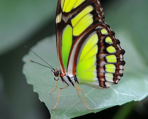 Preview wallpaper malachite butterfly, butterfly, macro, leaf