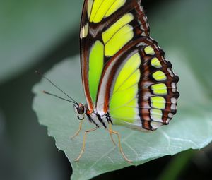 Preview wallpaper malachite butterfly, butterfly, macro, leaf