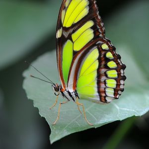 Preview wallpaper malachite butterfly, butterfly, macro, leaf