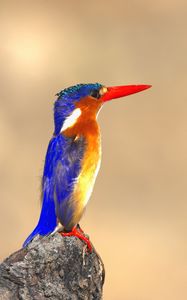 Preview wallpaper malachite kingfisher, bird, beak, bright