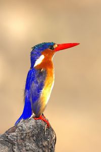 Preview wallpaper malachite kingfisher, bird, beak, bright