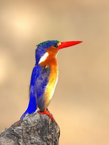 Preview wallpaper malachite kingfisher, bird, beak, bright